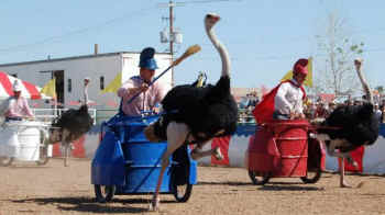 ostrich races