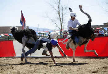ostrich races