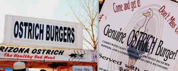 ostrich races