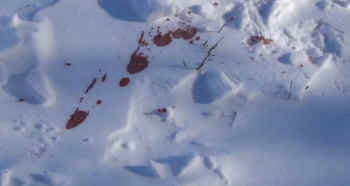 bloodied deer tracks