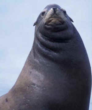 sea lion