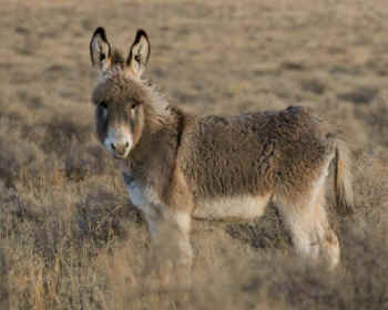 wild burro