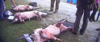 military animal abuse