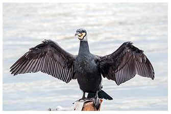 cormorant
