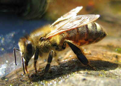 bee