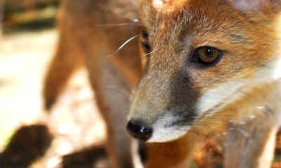 fox hunting