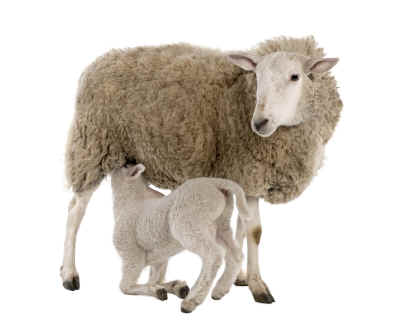 ewe and lamb