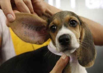 laboratory beagle