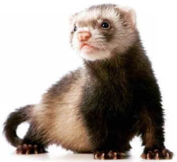 ferret