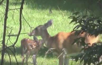 deer and fawn