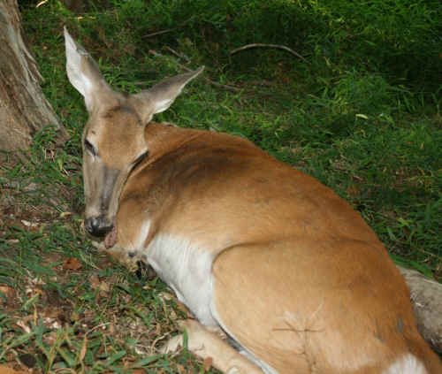 Grace deer