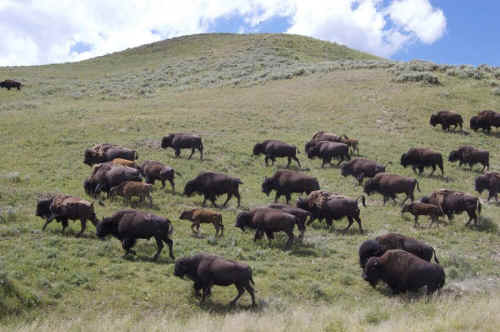 wild bison