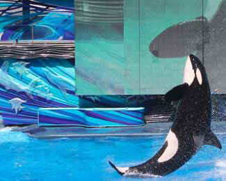 Seaworld bigger tank