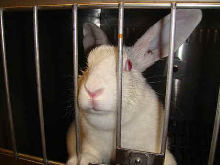 kikkoman animal testing