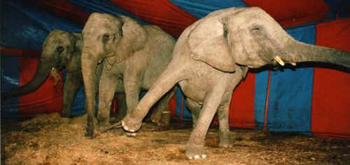 captive elephants