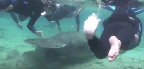 harassing manatees