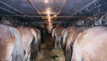 pregnant mares