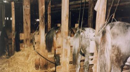 pregnant mares
