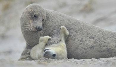 mother and baby seal