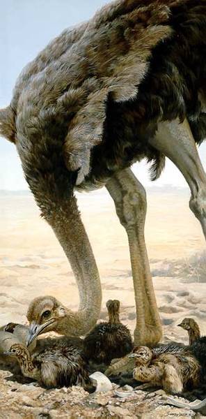 ostrich family