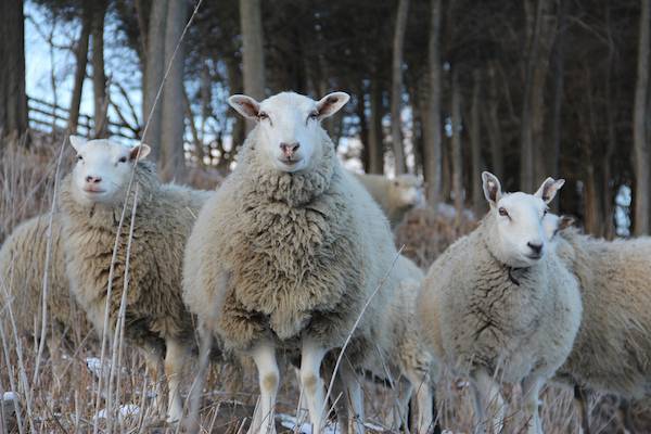 rescued sheep