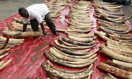 end ivory trade
