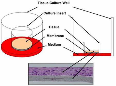 eye experiments on beagles