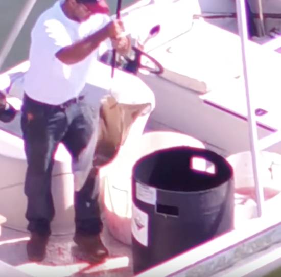 cownose ray killing contest