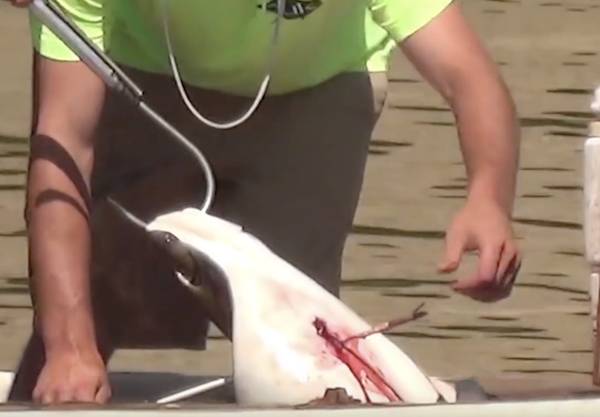 ray killing contest