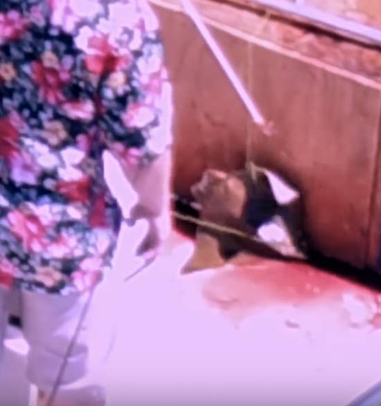 cownose ray killing contest