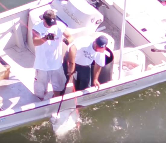 cownose ray killing contest