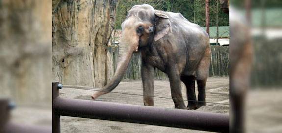 packy elephant