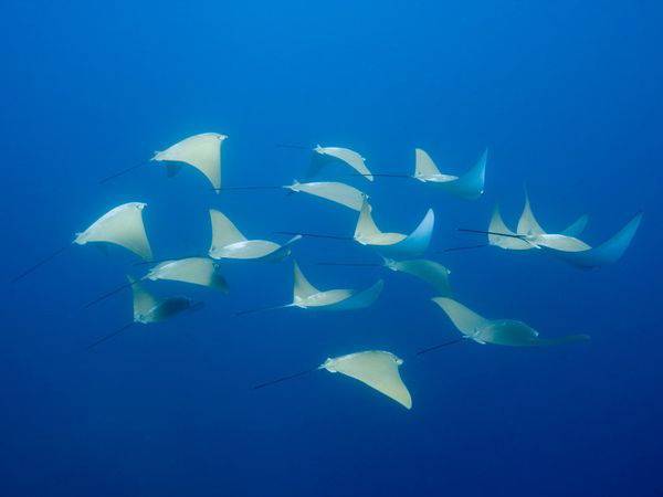 rays