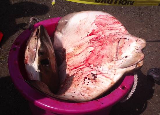 murdered ray