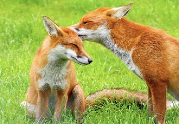 fox and cub