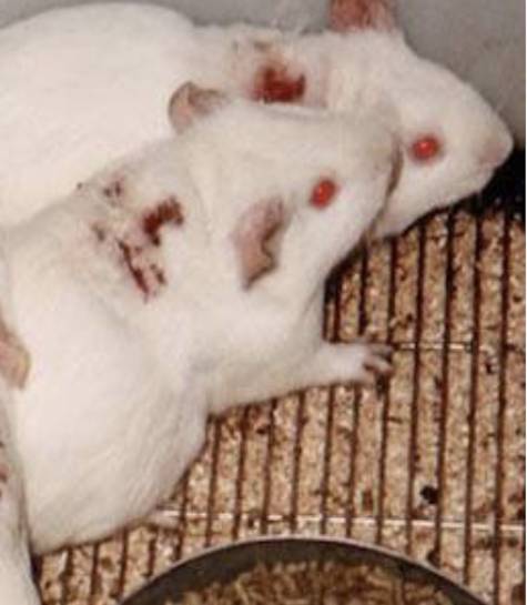 cosmetic testing