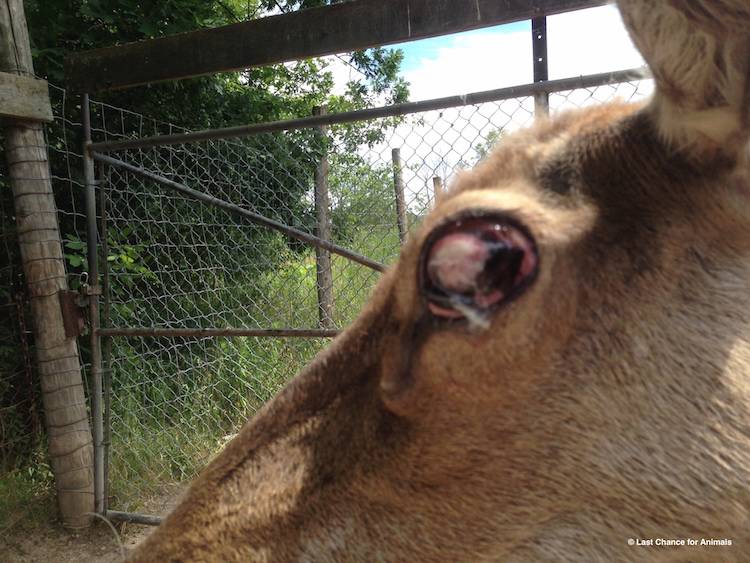 deer's infected eye