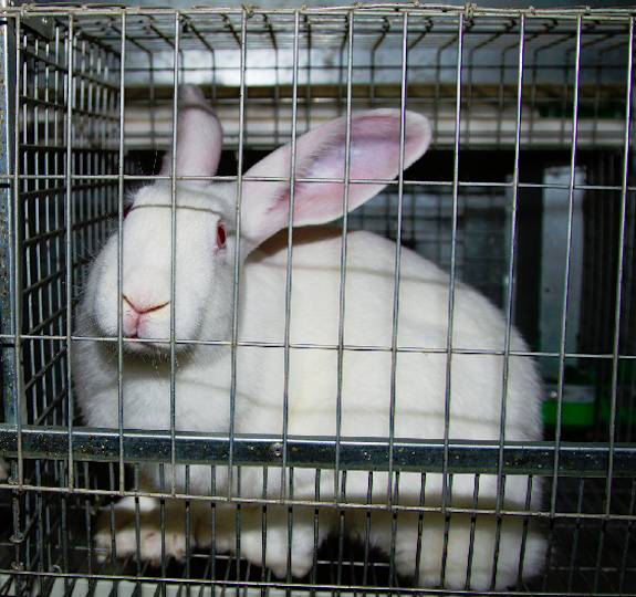 caged rabbit
