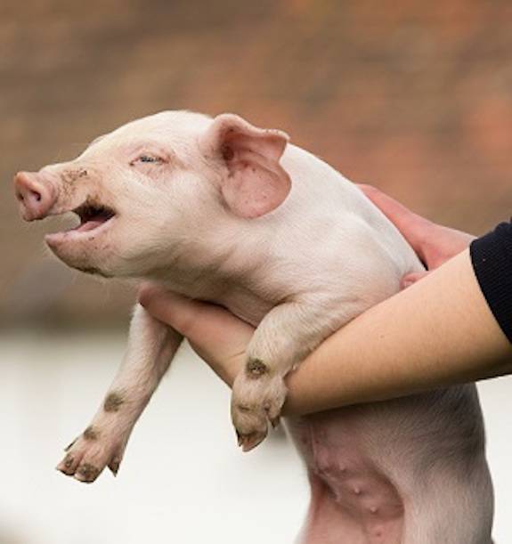 piglet