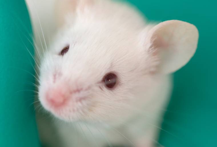 lab mouse