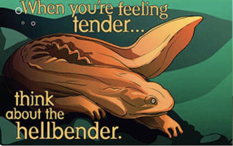 endangered species condoms