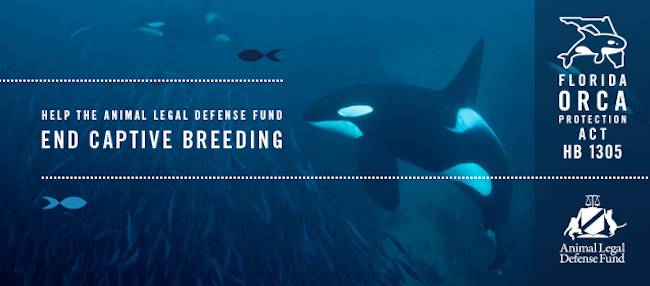 orca protection act