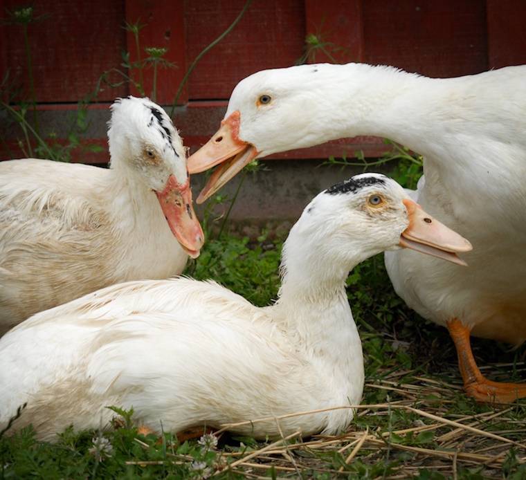 ducks