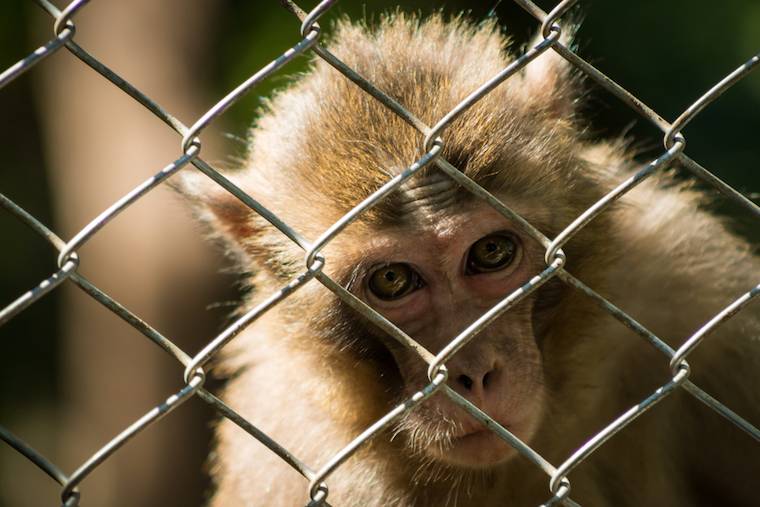 monkey in lab