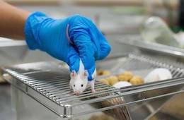 mouse in lab
