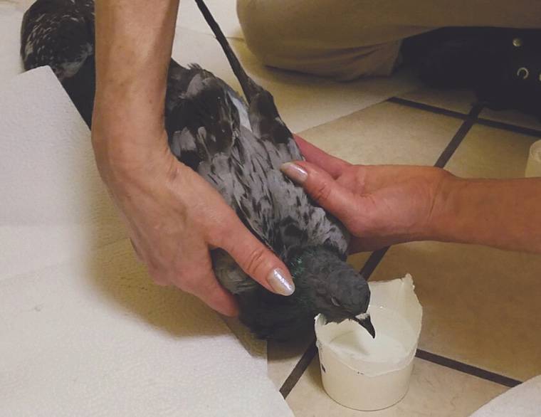 rescued pigeon
