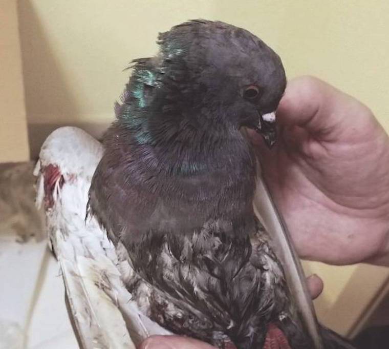 rescued pigeon