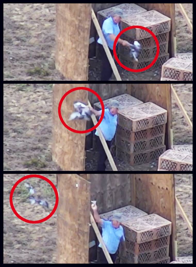 pigeon shoots