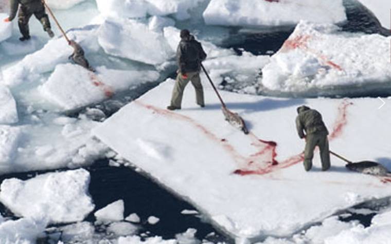 seal hunt