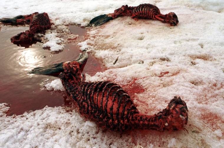 skinned seals